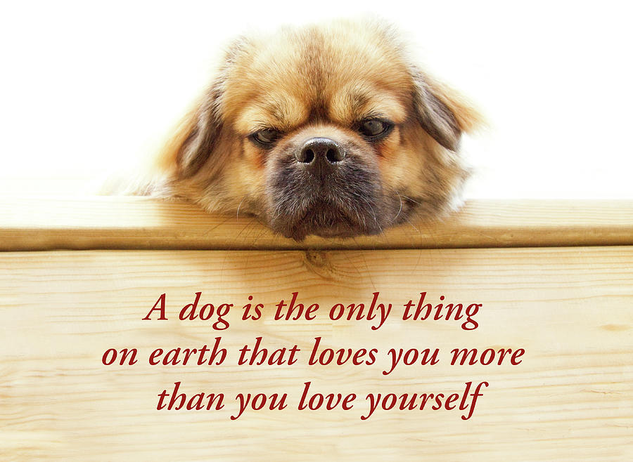 A dog is the only thing on earth that loves you more than you love ...