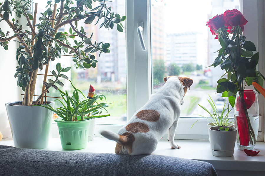 A dog Jack Russell sits on a windowsill next to the houseplants and looks out the window, wags its tail, waiting for an owner. Pets, dog day, pet day Photograph by Natalia Duryagina