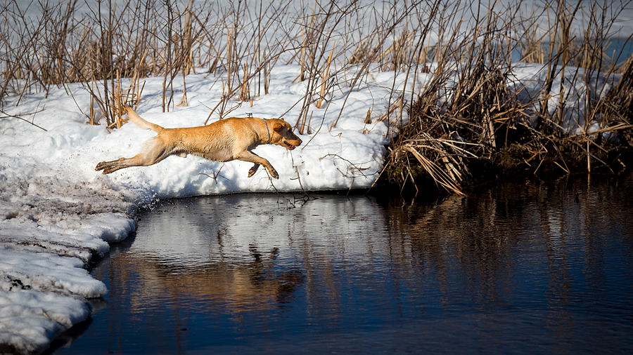 A dog jumping into a lake. Photograph by Dustin Abbott