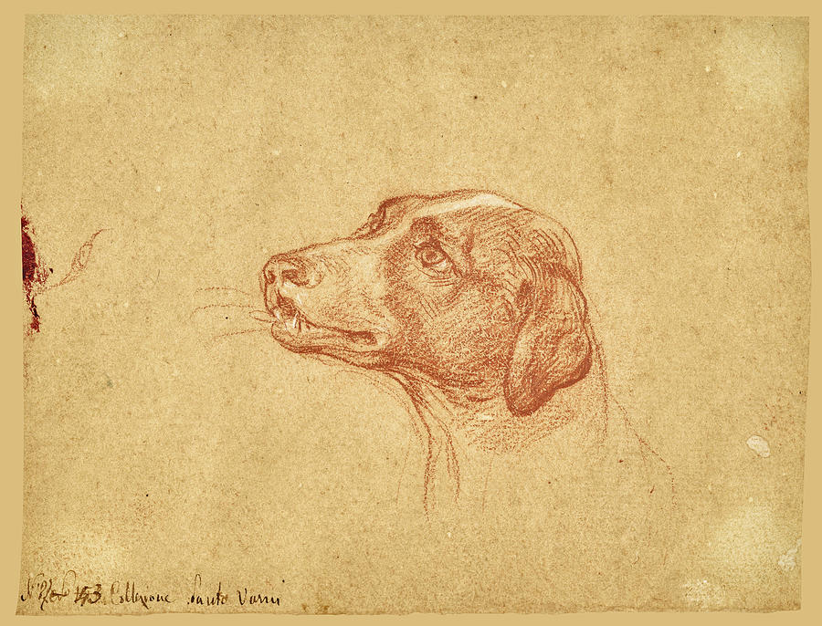 A dog, looking to the left Drawing by Pompeo Batoni