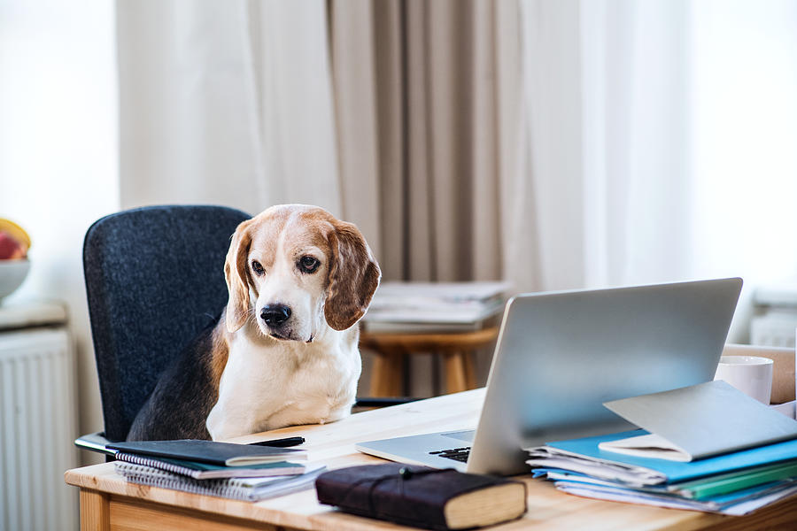 A dog sitting on a chair at a table with laptop in home office. Photograph by Halfpoint Images
