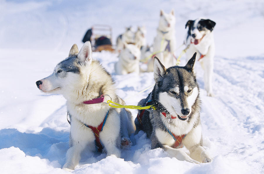 A dog team in the snow Lappland Sweden. Photograph by Johner Royalty-Free