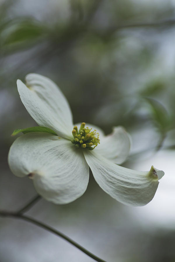 A Dogwood Blossom Photograph by Rachel Morrison