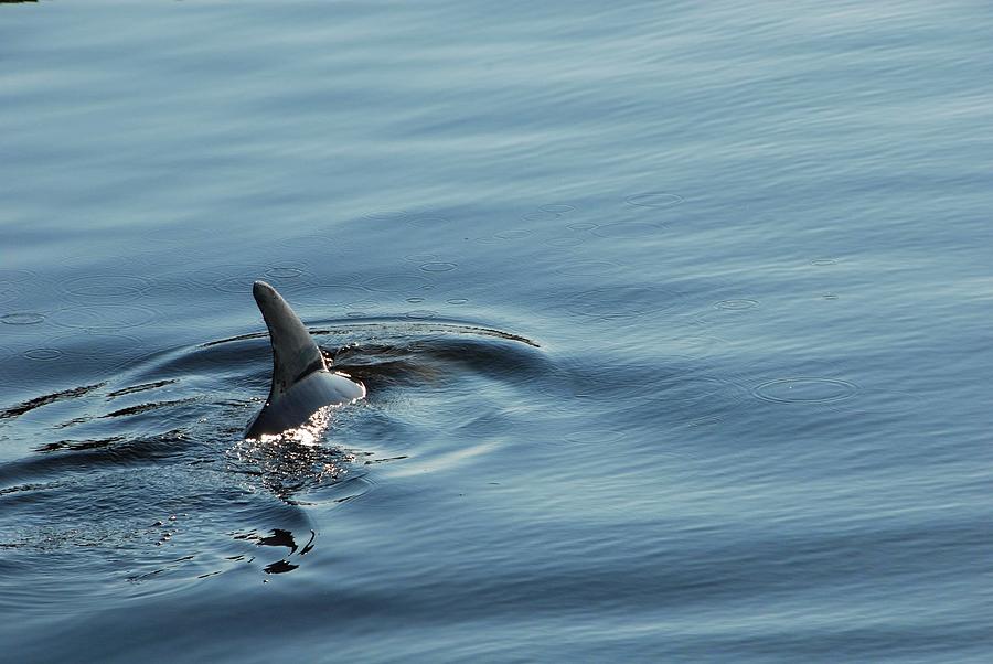 A dolphins dorsal fin cuts through the water in the Launch Complex 39 Area  turn basin at NASAs Kenne by Les Classics