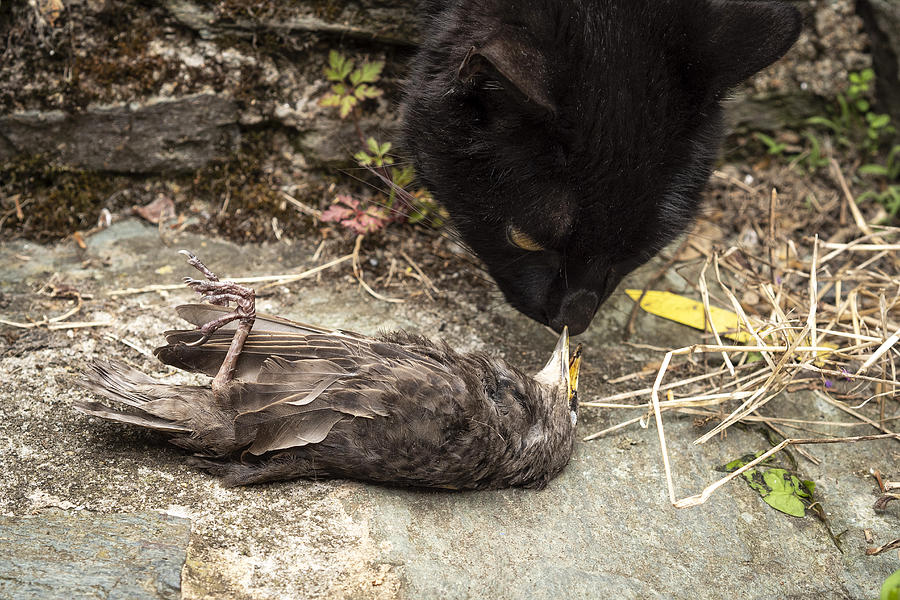 A domestic black cat inspecting a dead bird Photograph by Louise LeGresley