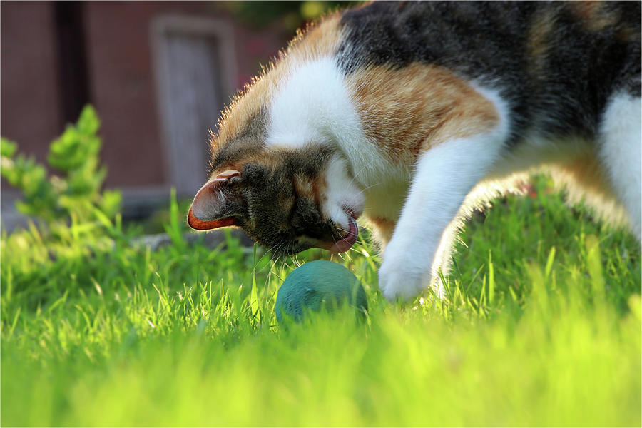 A Domestic Cat, Felis Silvestris Catus, Playing With Small Blue Ball On Garden Photograph