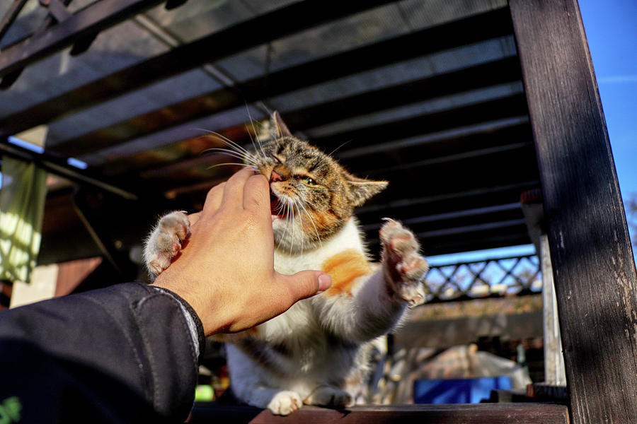 A domestic cat jumping on the hand for a purpose bite into my hand. A colorful cat with green eyes repeatedly playing and attacking my hand. Photograph by Vaclav Sonnek