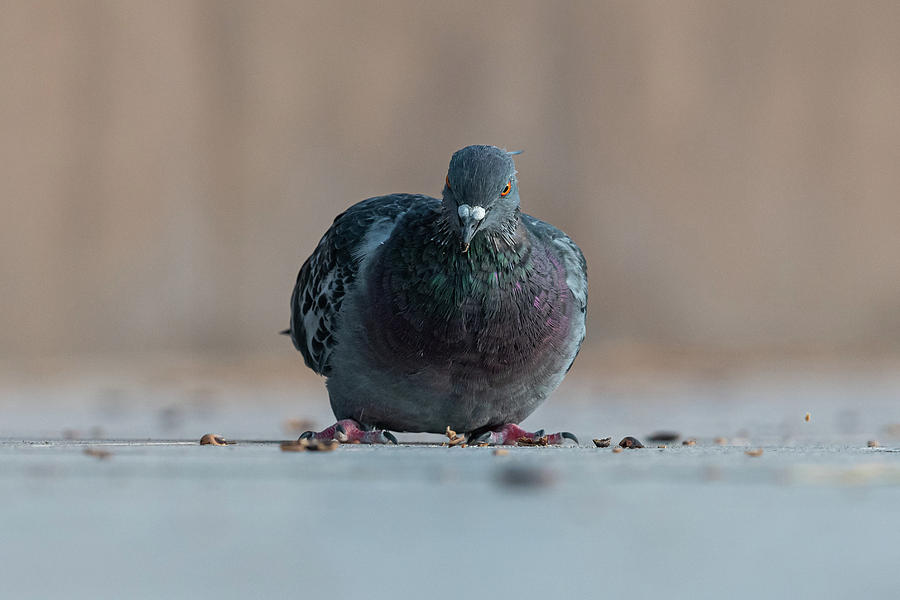 A Domestic Pigeon Looking For Food On The Street Photograph
