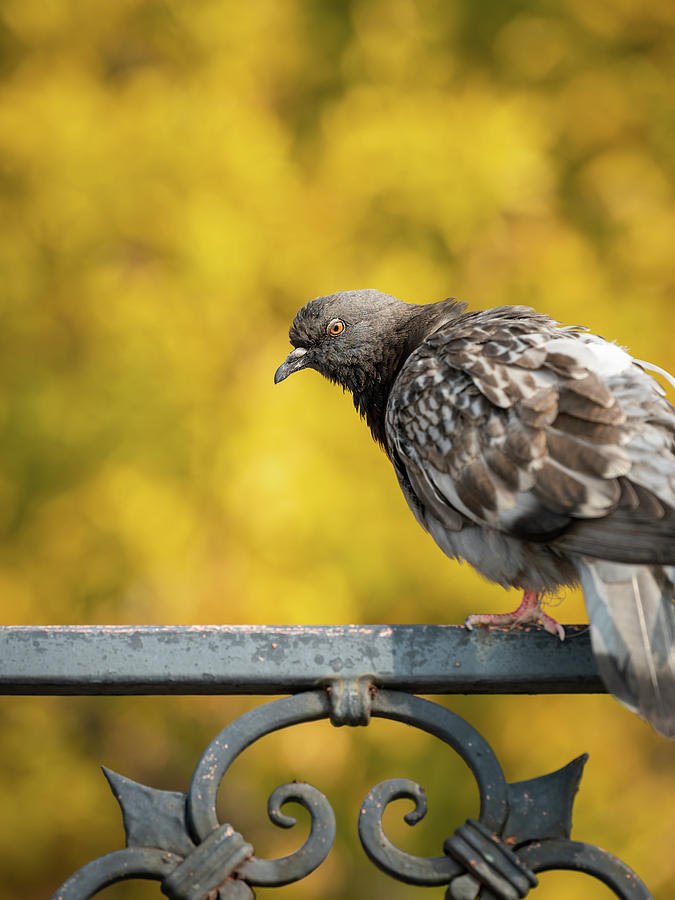 A domestic pigeon sitting on an iron fence Photograph by Stefan Rotter ...