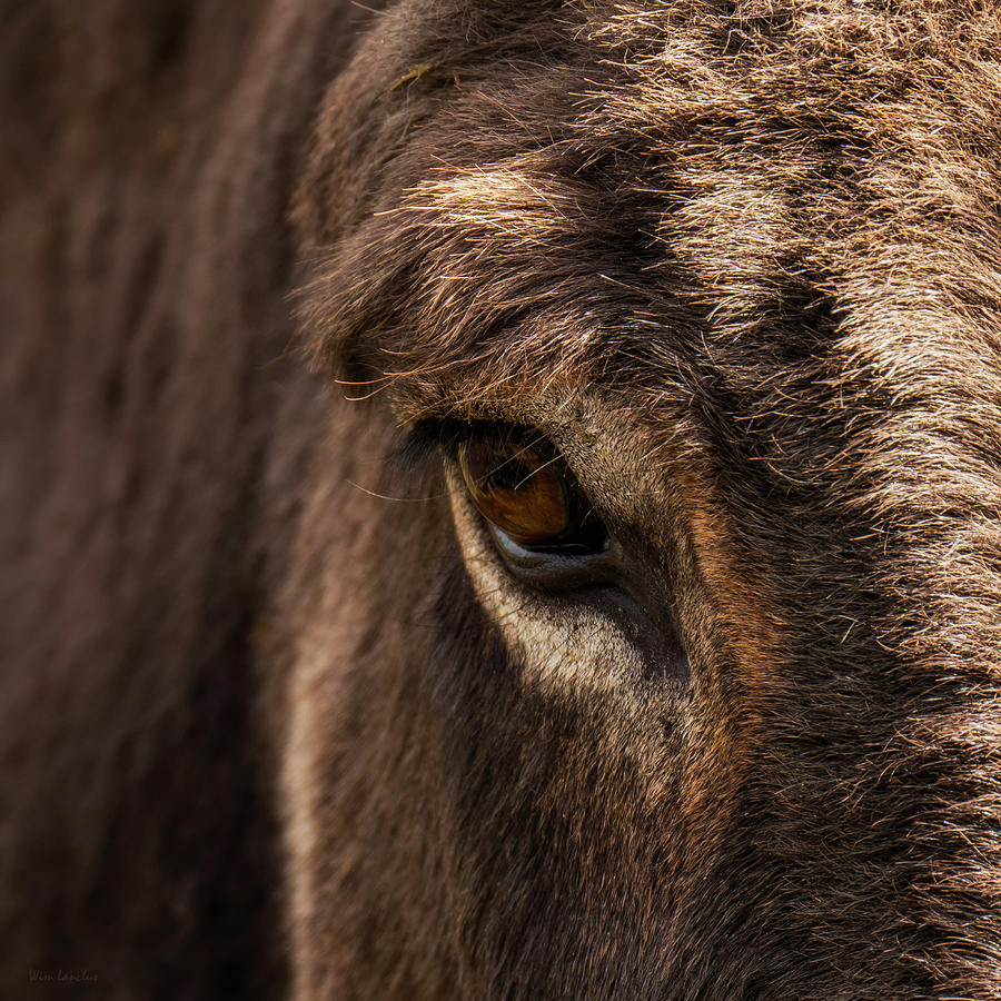 Donkey Eye Photograph by Wim Lanclus