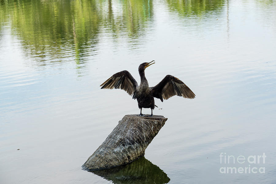 A double-rested cormorant dries its wings on a stump at Lowdermi Photograph by William Kuta