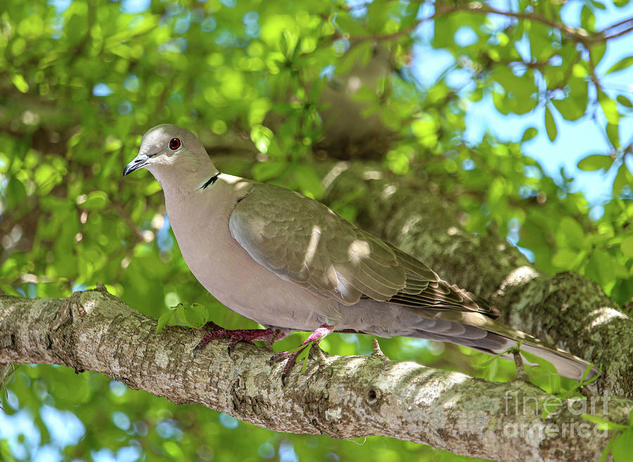 A dove in the tree Photograph by Joanne Carey