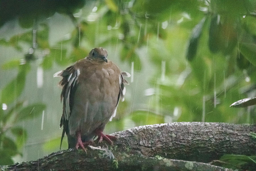 A dove sheltered from Tropical Storm Harvey - Texas Photograph by Ellie Teramoto