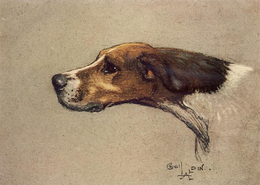 A Dozen Dogs or So, Dexter the Pointer Drawing by Cecil Aldin