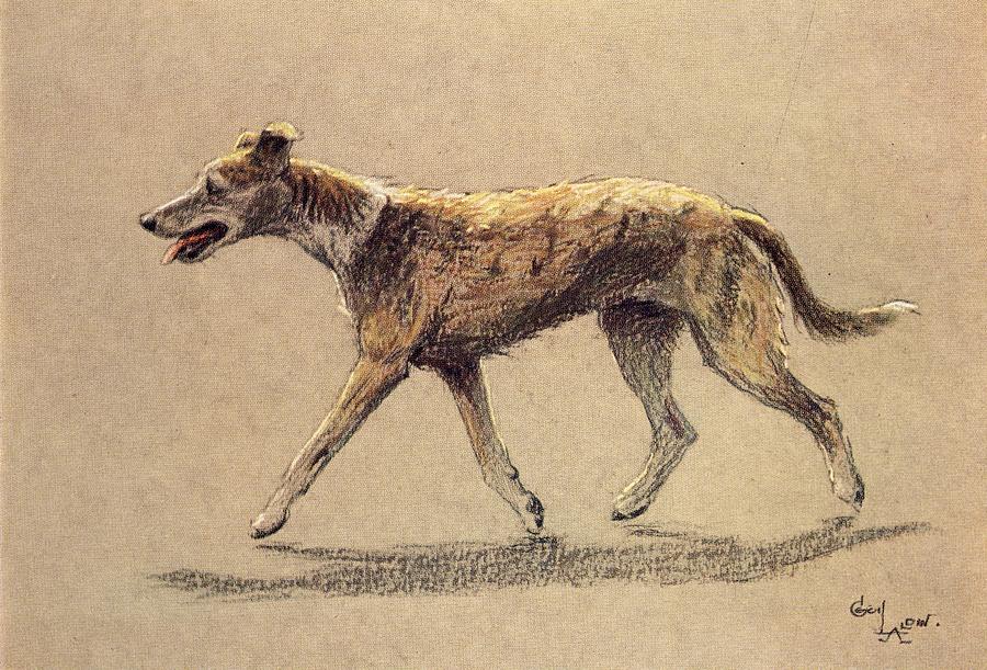 Dog Drawing - A Dozen Dogs or So, Lurcher by Cecil Aldin