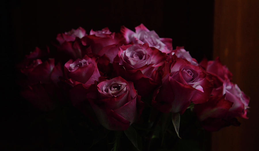 A Dozen Roses Photograph by Whispering Peaks Photography