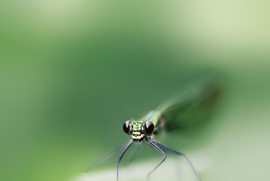 A Damsel Fly in Green Photograph by Lieve Snellings