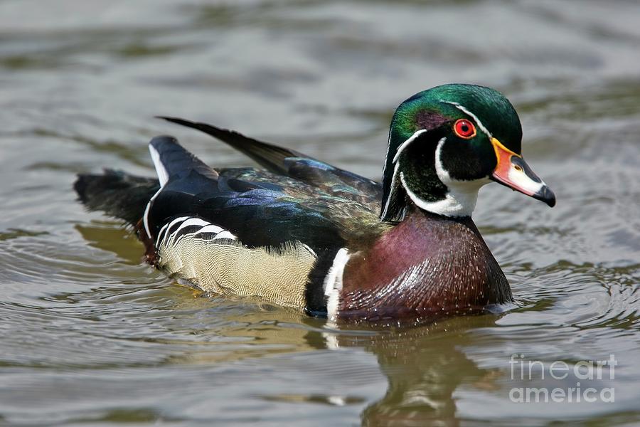 A drake Wood Duck Photograph by Tony Mills