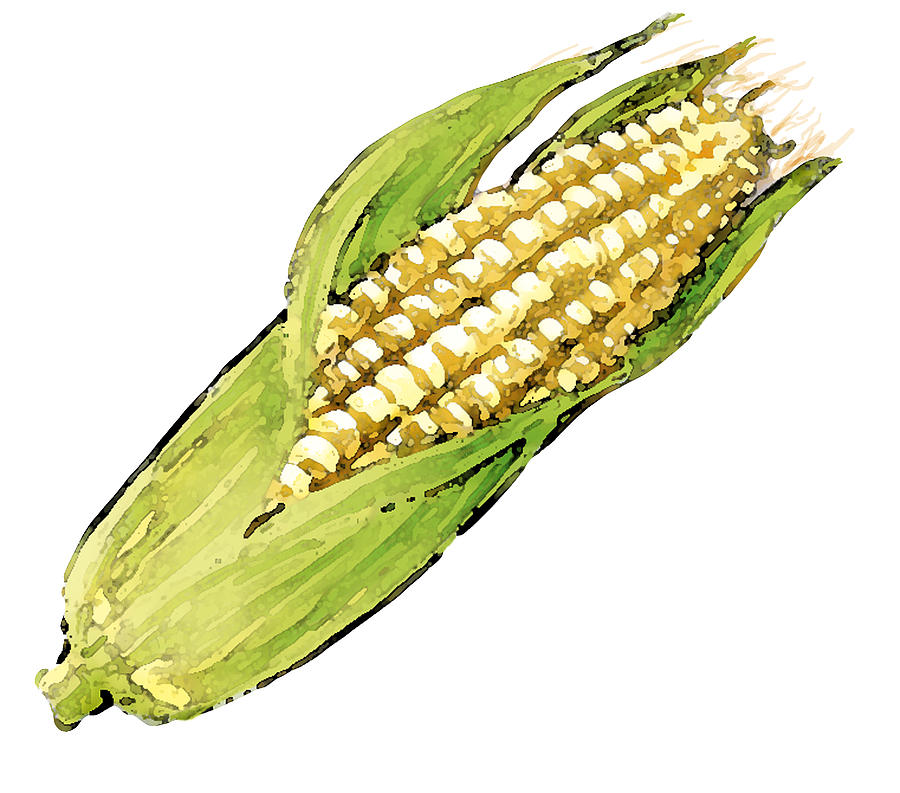 A drawing of a corn with husk Drawing by Stephen May