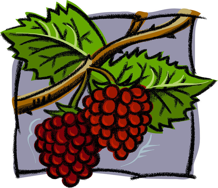 A drawing of fresh raspberries Drawing by Spark Studio