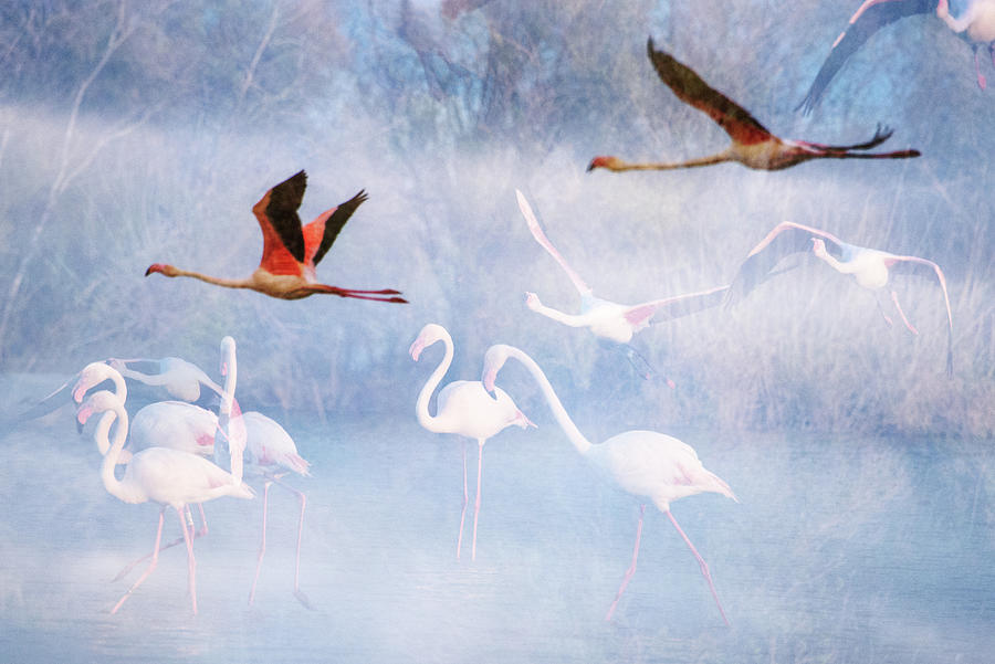 A dream of flying flamingos 1 Photograph by Jean Gill