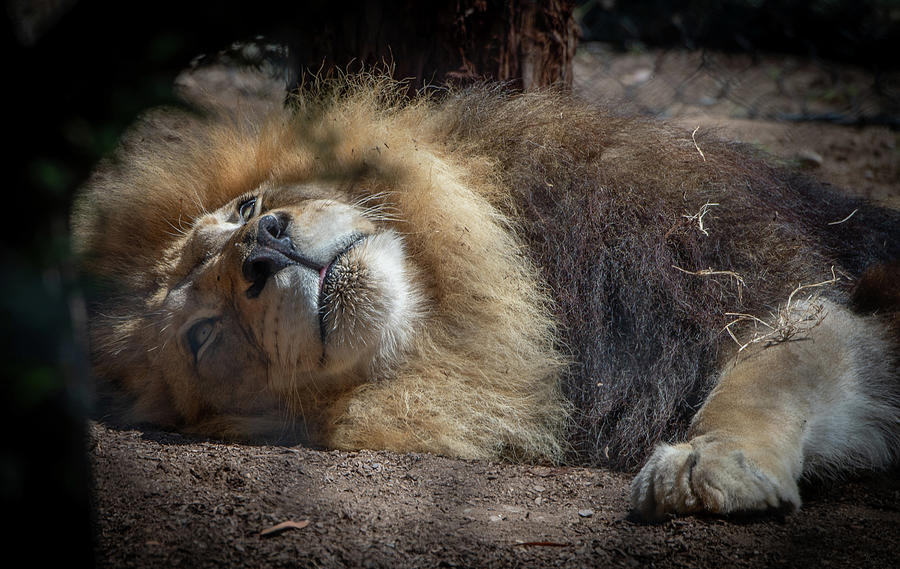 A Lion - King of Beasts Meditating Photograph by Bonnie Colgan