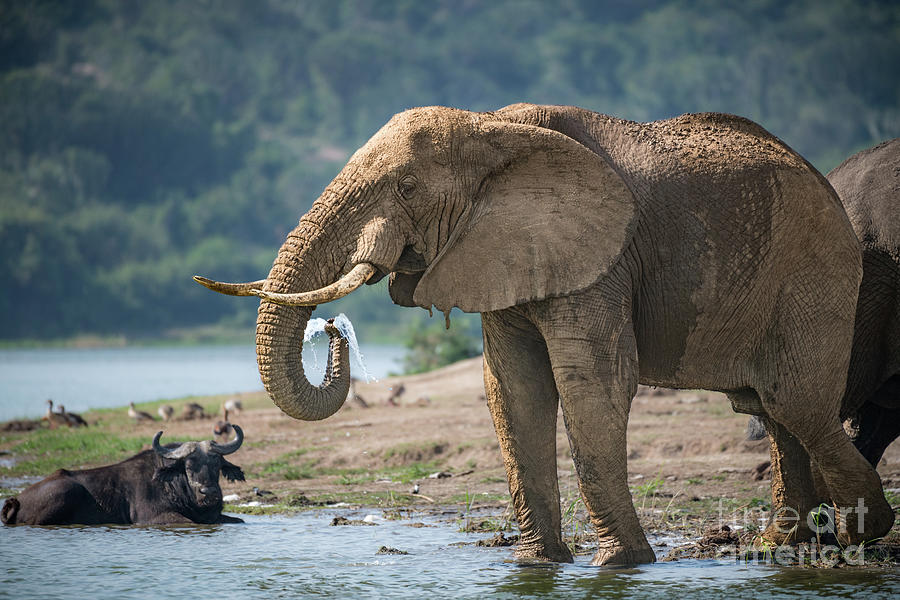 Elephant Photograph - A Drink by the River by Jamie Pham