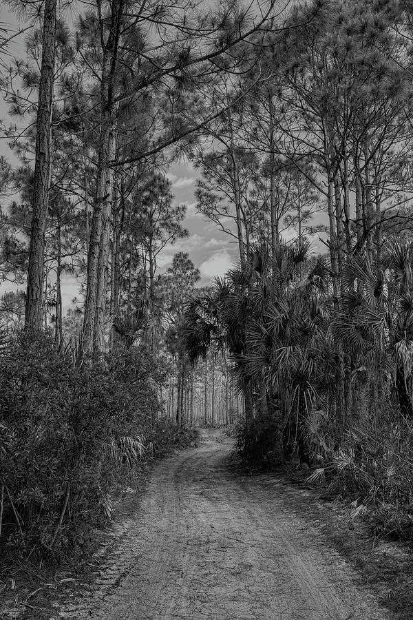 A Drive Through the Woods Photograph by Robert Wilder Jr