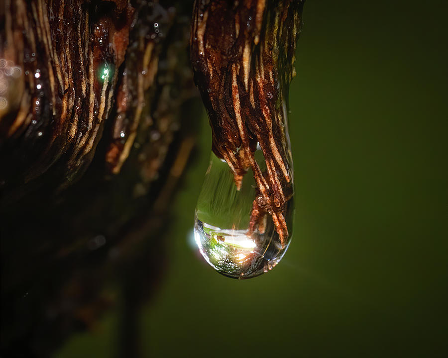 A Drop of Golden Sun Photograph by Mark Andrew Thomas