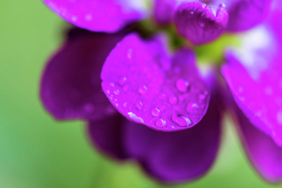 A Drop Of My Love Photograph