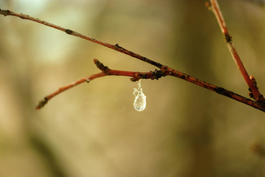 A droplet of sap  Photograph by Jeff Swan