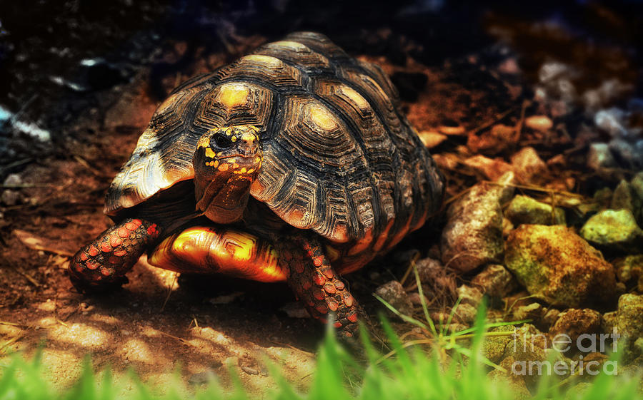 A Dry land turtle - Nature photo Photograph by Stephan Grixti