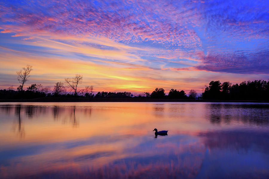 Duck Photograph - A Duck At Sunset by James Eddy