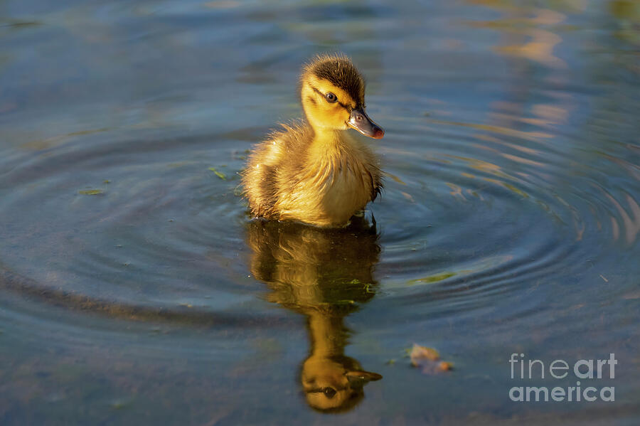 A Duckling in Oceanside Photograph by Rich Cruse A Duckling in Oceanside Photograph by Rich Cruse