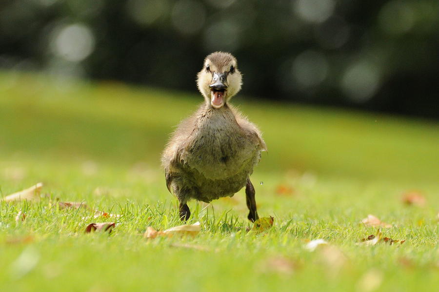 A Duckling running Photograph by Darren Moston