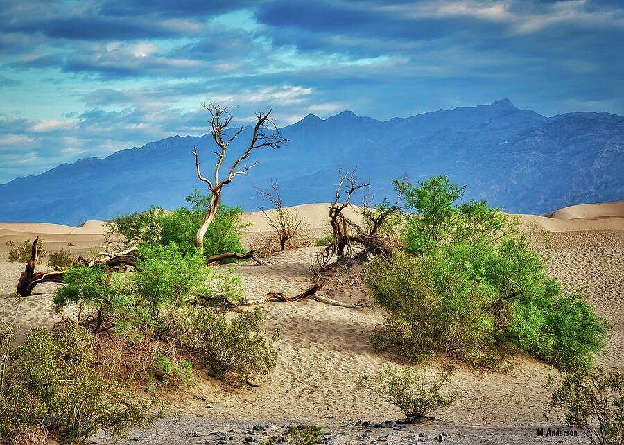Desert Photograph - A Dunes Well Traveled  by Michael R Anderson