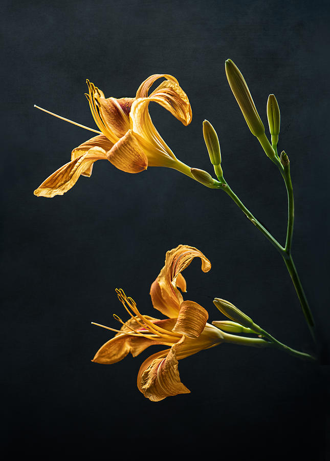 A duo of Daylilies Photograph by Maggie Terlecki