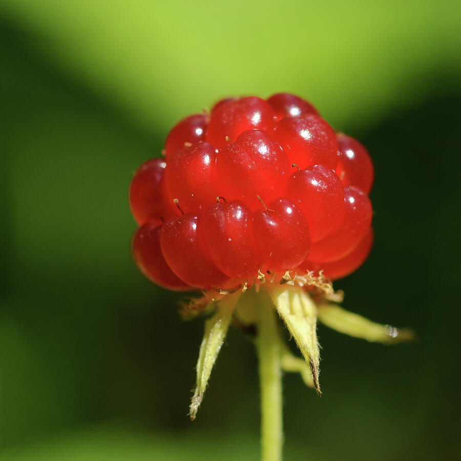 Small Rasbery Looking A dwarf Raspberry square Photograph by Jan Luit - Fine Art America