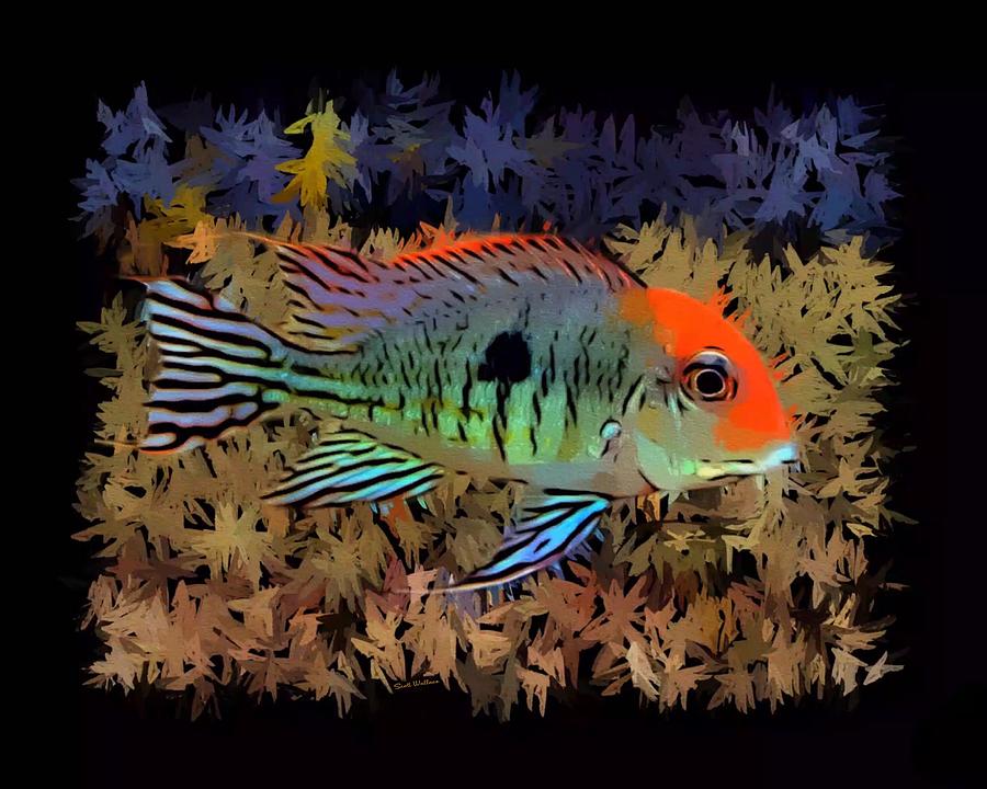 A Eartheater Cichlid Portrait Digital Art By Scott Wallace Digital