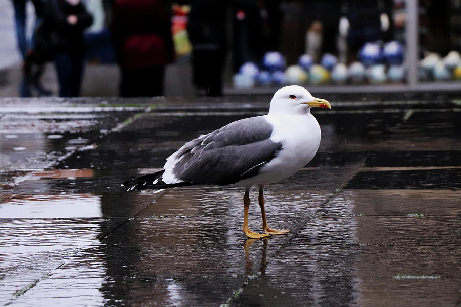 A European herring gull standing on the square in rain day Photograph by Vaclav Sonnek