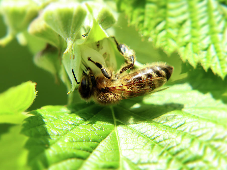 A european honey bee pollinating flower. Beautiful body ...