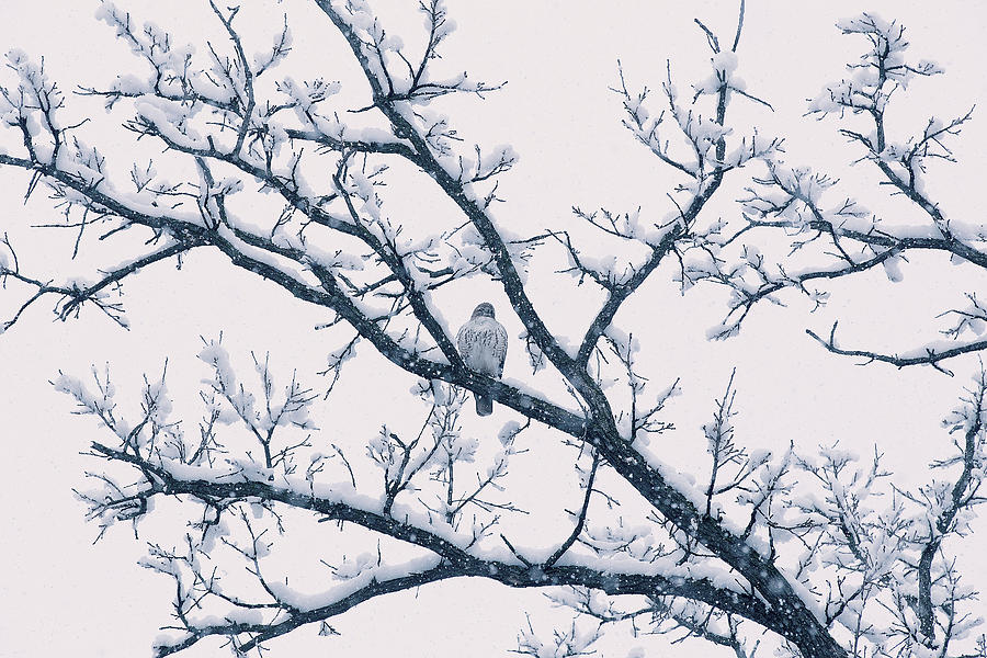 A Falcon on a tree Photograph by Milena Ilieva