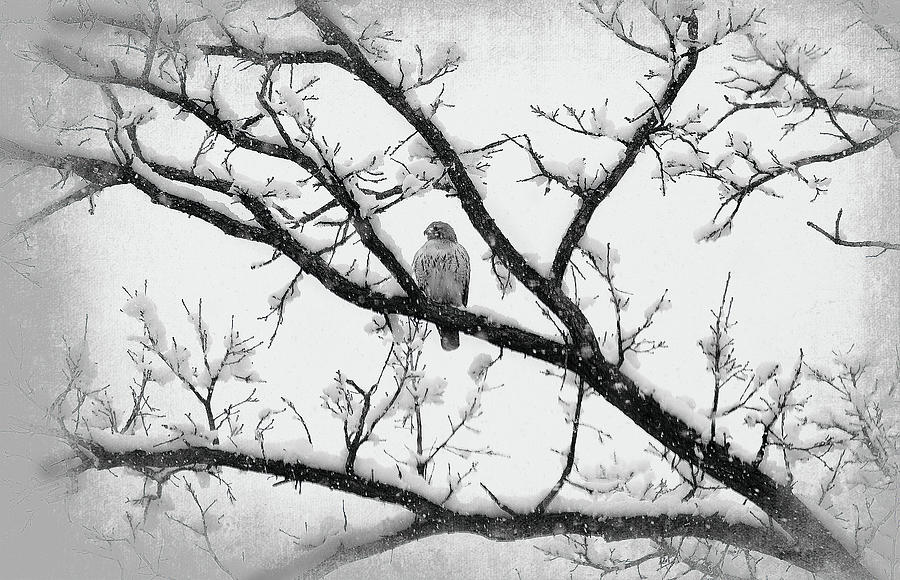 A Falcon on a tree - BW Photograph by Milena Ilieva