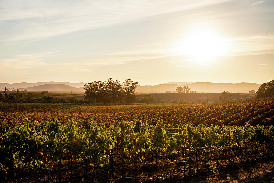 A Fall Carneros Sunset Photograph by Aileen Savage