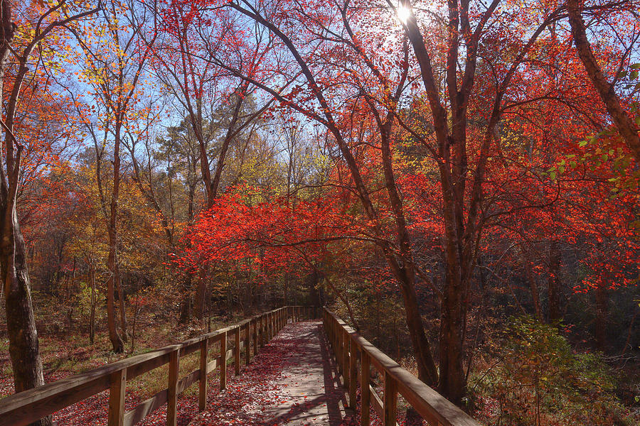 A Fall Flovilla Forest Photograph