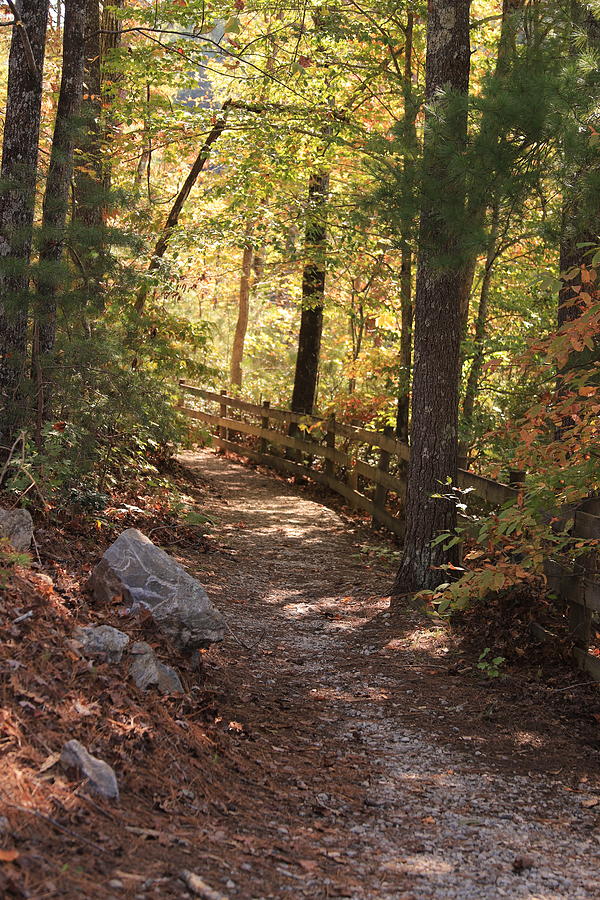 A Fall Hike In The Woods Photograph by Karen Ruhl