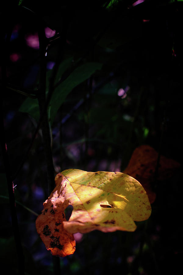A Fall Leaf Photograph by George Taylor