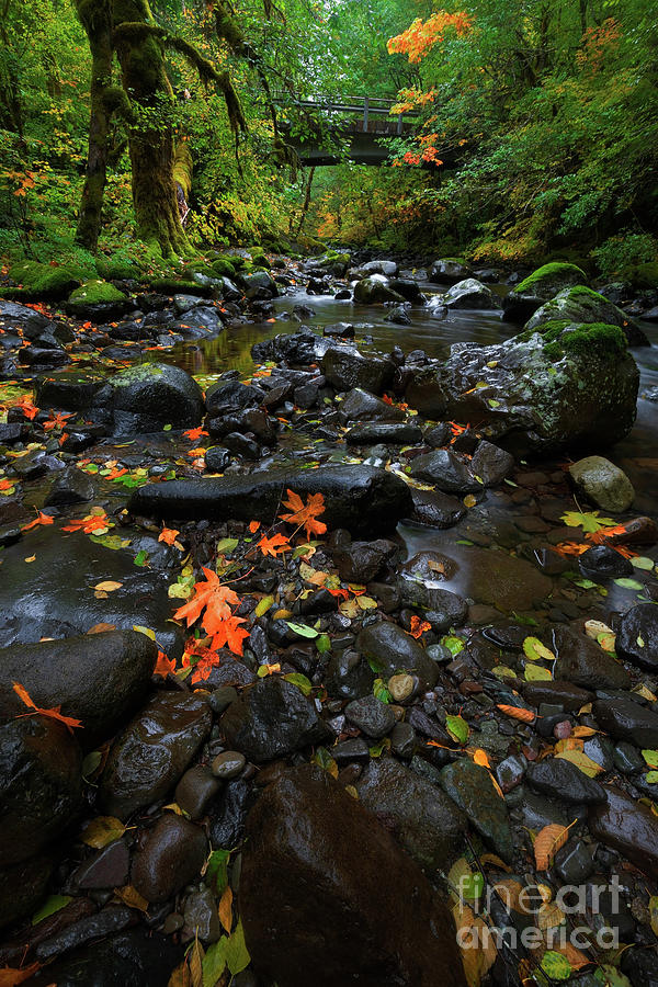 A Fall Stream Photograph by Steve Triplett