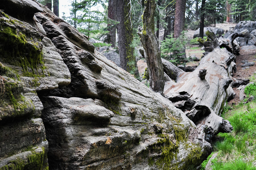 A Fallen Giant Sequoia Photograph by Kyle Hanson