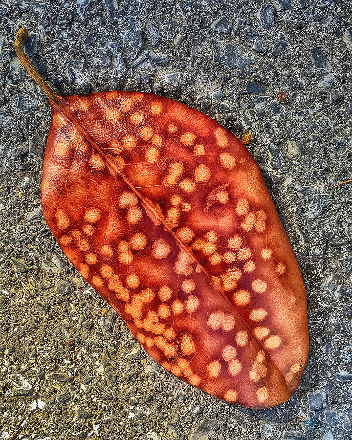 A Fallen Leaf Photograph by Anthony M Davis